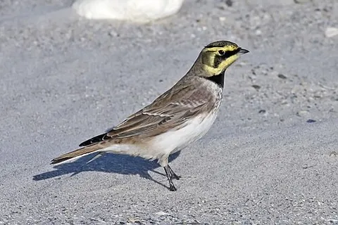 horned lark: a lark, Eremophila alpestris, with distinctive facial markings