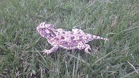 horned lizard: any of some 14 species of lizard in the genus Phrynosoma, generally with wide toad-shaped bodies...