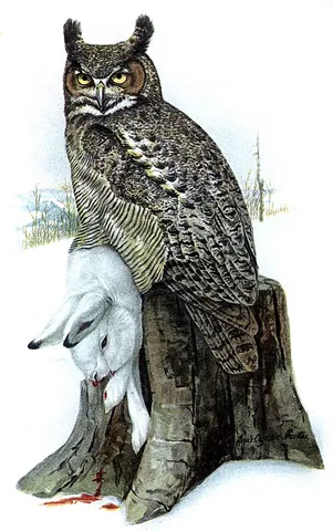 horned owl: an owl of the genus Bubo native to the Americas, among the largest types of owl, having two...