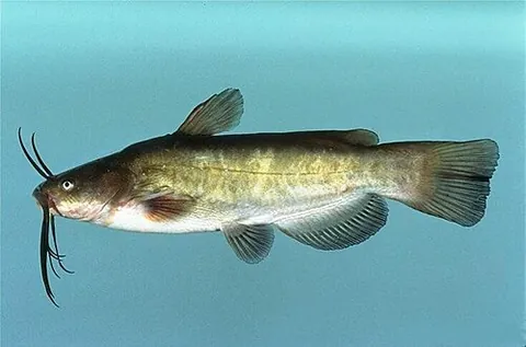 horned pout: a catfish native to the eastern United States, the brown bullhead, Ameiurus nebulosus