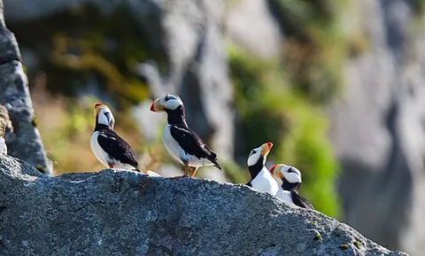 horned puffin: a species of puffin, Fratercula corniculata, similar in appearance to the Atlantic puffin except...