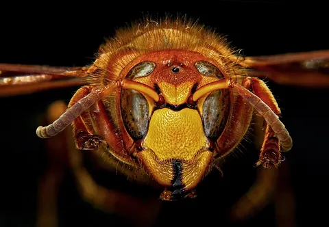 hornet: any large wasp of the genus Vespa, having a brown-and-yellow-striped body and the ability to...
