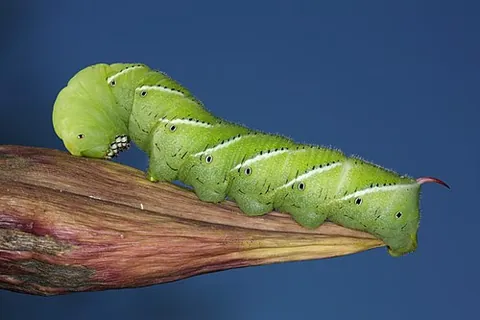 hornworm: a caterpillar of a hawk moth that has a hornlike tail process