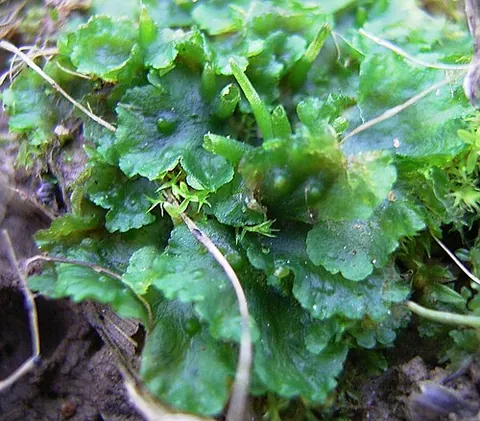 hornwort: any of certain bryophytes, of phylum Anthocerotophyta, with a leafless thallus characterized by a...