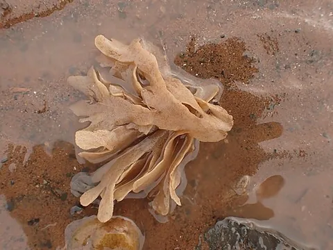 hornwrack: a bryozoan of the genus Flustra, especially species Flustra foliacea
