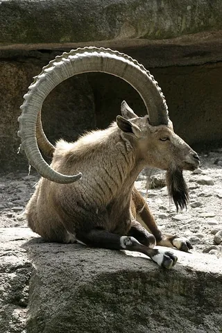 horny: hard or bony, like an animal's horn