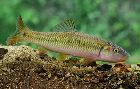 hornyhead chub: nocomis biguttatus, a small minnow of the northern central United States and Canada