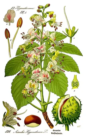 horse chestnut: any of several tree species of genus Aesculus, especially Aesculus hippocastanum, common in...