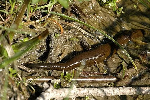 horse-leech: a type of sucking worm, Haemopis sanguisuga, larger than the common leech
