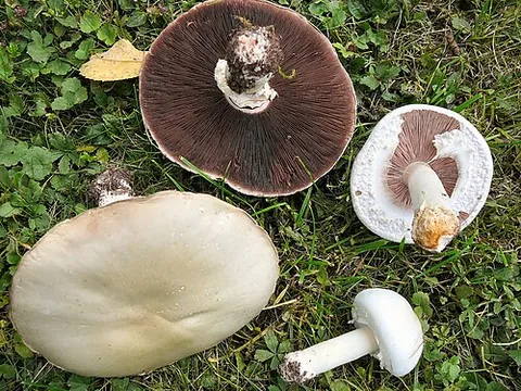 horse mushroom: agaricus arvensis (species of fungi in the family Agaricaceae)