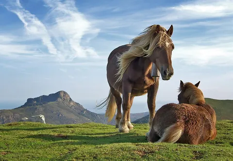horse: a hoofed mammal, Equus ferus caballus, often used throughout history for riding and draft work