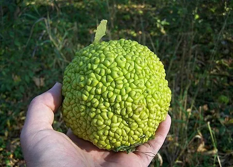 horseapple: the large, wrinkled, inedible fruit of the American tree Maclura pomifera