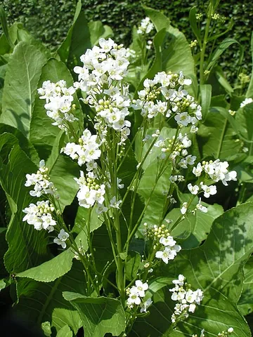 horseradish: a plant of the mustard family, Armoracia rusticana, cultivated for its edible root