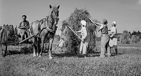 horserake: a rake designed to be drawn (pulled) by a horse