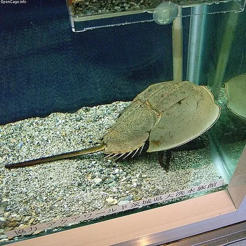 horseshoe crab: any extinct or extant chelicerate in the order Xiphosura, actually more related to arachnids than...