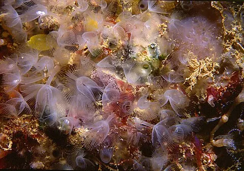 horseshoe worm: synonym of phoronid; member of the phylum Phoronida