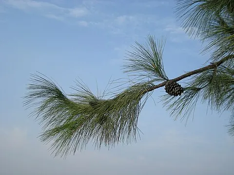 horsetail pine: a pine tree, Pinus massoniana, native to a wide area of central and southern China, including Hong...