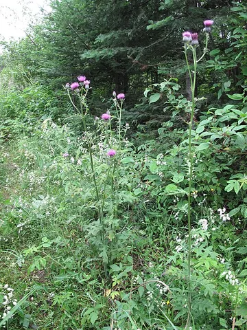horsetops: cirsium muticum