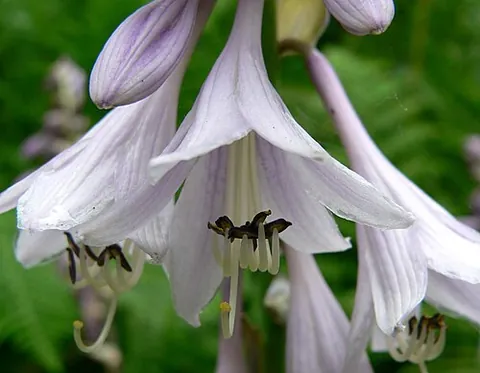 hosta: any of several herbaceous Asiatic plants of the genus Hosta
