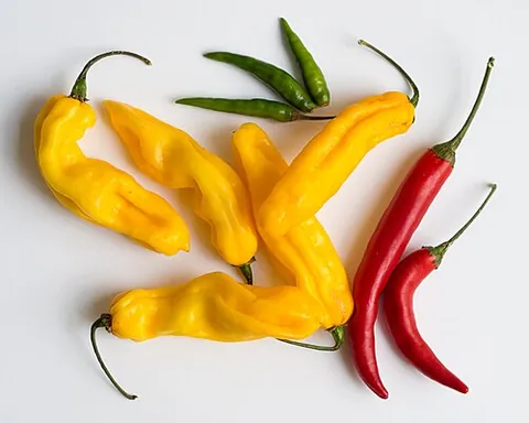 hot pepper: any of various small peppers of highly notable pungency or heat