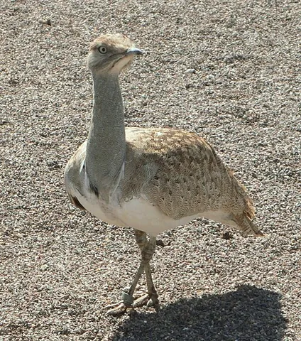 houbara bustard: chlamydotis undulata, a bustard, chiefly of North Africa and south-east Asia