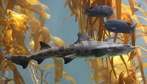 hound shark: any of several small sharks, of the family Triakidae, found throughout the world