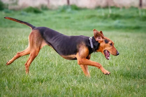 hound: a dog, particularly a breed with a good sense of smell developed for hunting other animals