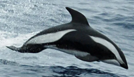 hourglass dolphin: a dolphin of the species Cephalorhynchus cruciger