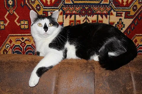 house cat: a domestic cat, Felis catus, commonly kept as a pet animal