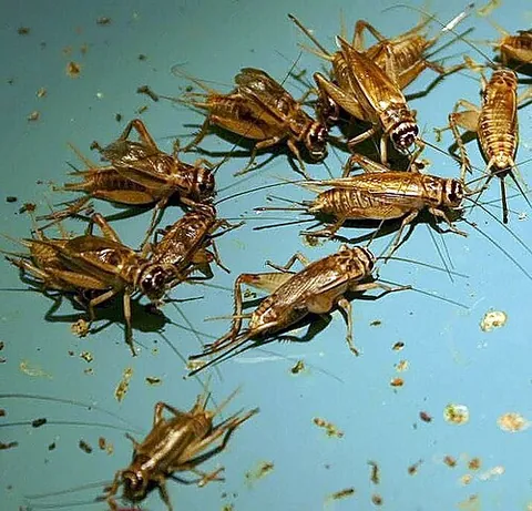 house cricket: a cricket of the species Acheta domestica