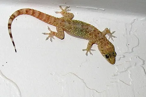 house lizard: common house gecko (Hemidactylus frenatus), native to southeast Asia
