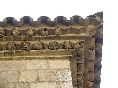 house martin: a migratory passerine bird of the swallow family, genus Delichon