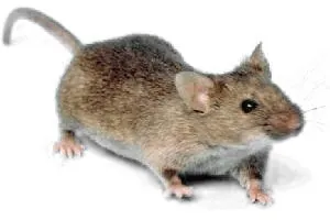 house mouse: the universally common mouse of the species Mus musculus