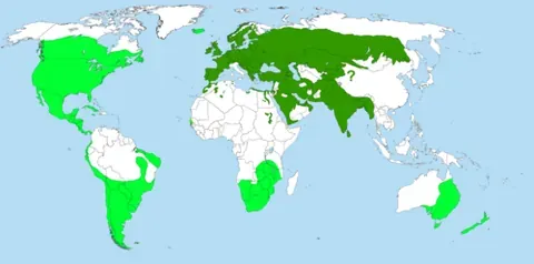 house sparrow: a bird of the species Passer domesticus, native to much of Eurasia, introduced in many other...