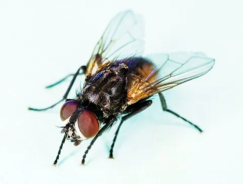 housefly: any fly regularly found in human dwellings