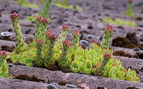 houseleek: any of several succulent plants, of the genus Sempervivum, having a rosette of fleshy leaves