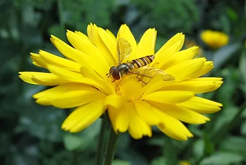 hoverfly: any of various flies from the family Syrphidae that hover in the air and feed on the nectar of...