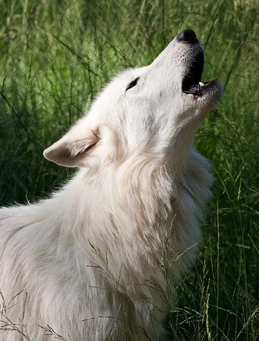 howl: the protracted, mournful cry of a dog, wolf or other canid; also of other animals