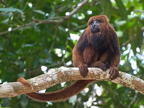howler monkey: a Central American and South American monkey of the genus Alouatta, noted for their loud call