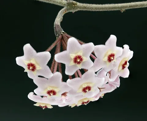 hoya: any plant of the genus Hoya