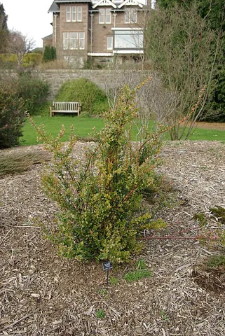 huckleberry: a small round fruit of a dark blue or red color, of several plants in the related genera Vaccinium...