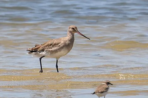 hudsonian godwit: an American wader, Limosa haemastica, gathering on the shores of Hudson Bay to migrate to South...
