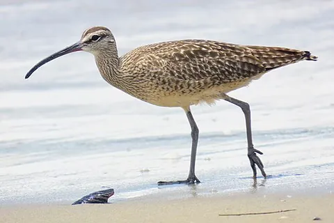 hudsonian whimbrel: a wader of species Numenius hudsonicus