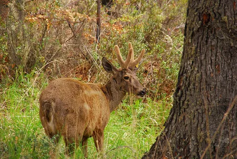 huemul: a yellowish-brown deer of the genus Hippocamelus, of South America; the two species are endangered