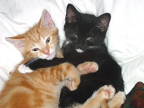huggable: capable of, or suitable for, being hugged