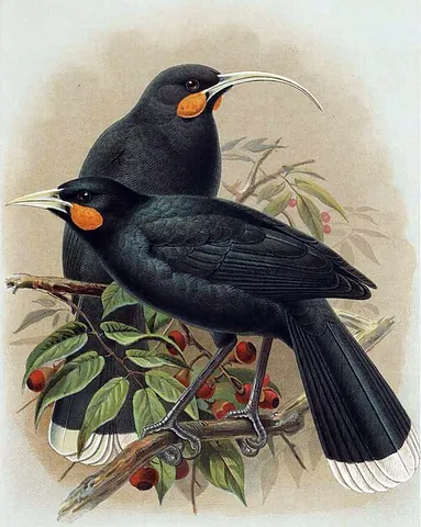 huia: a wattlebird (†Heteralocha acutirostris), endemic to New Zealand's North Island but extinct since...