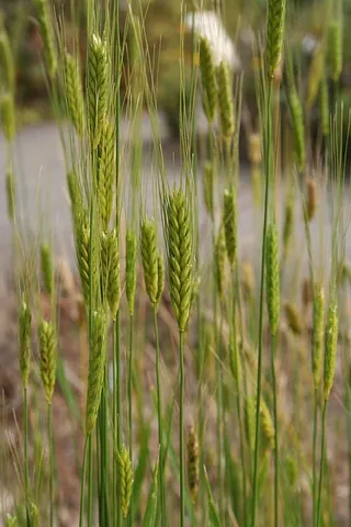 hulled wheat: any of certain species of wheat that need to be processed after threshing to remove the inedible...