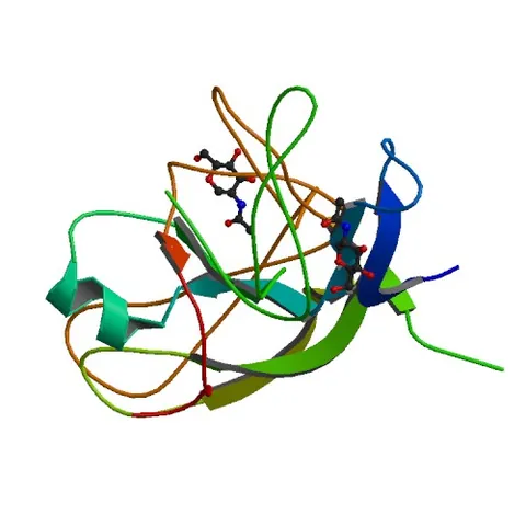 human chorionic gonadotropin: a peptide hormone, produced during pregnancy, that prevents the breakdown of the corpus luteum and...