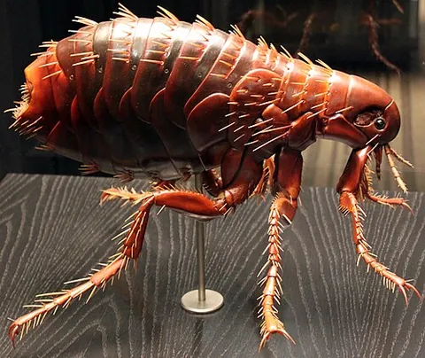 human flea: a species of flea, Pulex irritans, with a variety of hosts, that is relatively prevalent among...