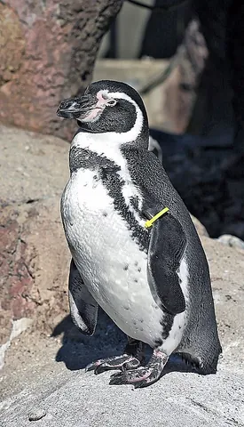 humboldt penguin: spheniscus humboldti, a species of penguin which live in coastal Peru and Chile